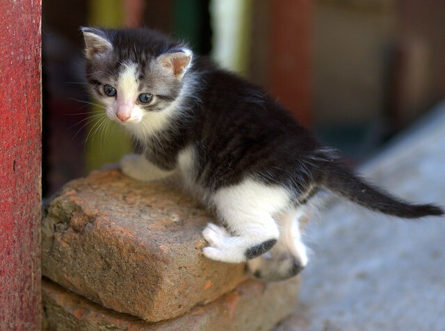 Obstruction of neutering in Swedes