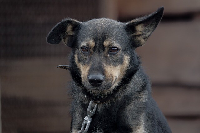 Dozens of dogs were rescued from the hands of the old owner