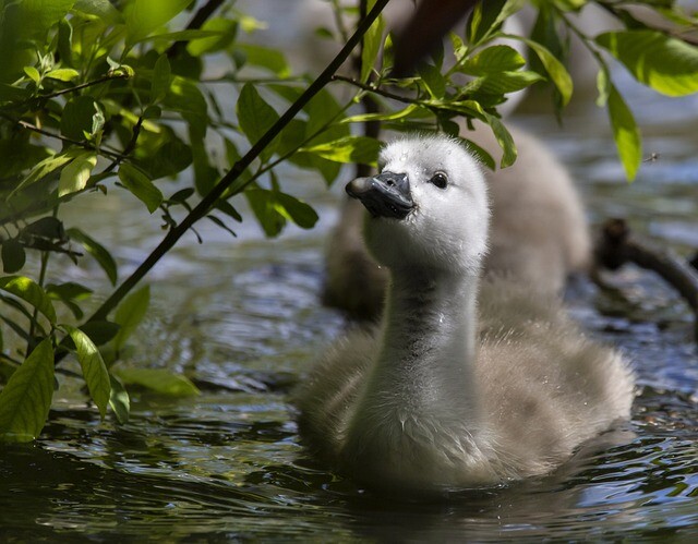 The ugly ducklings