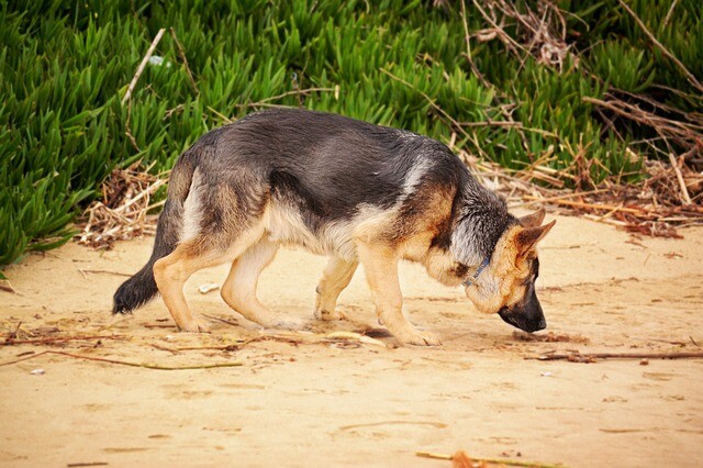 34 years for extinguishing the life of a police dog