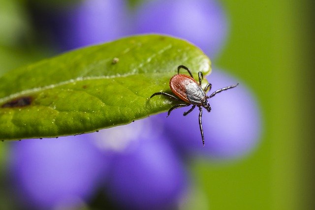 Professional tick removal