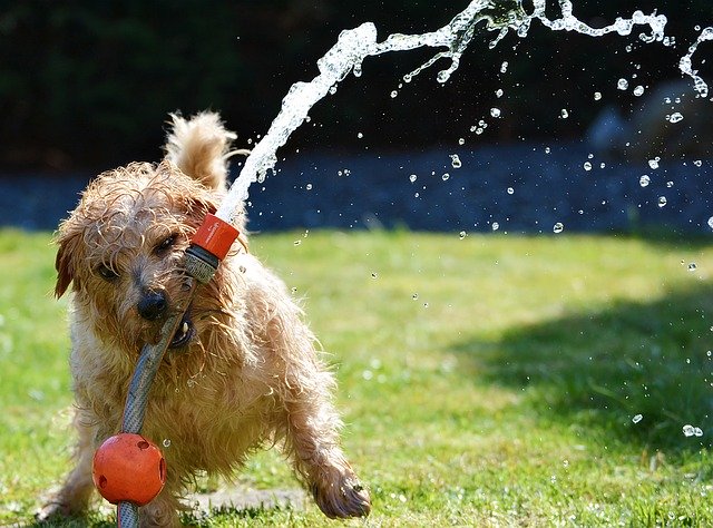 Dogs are also plagued by the heat