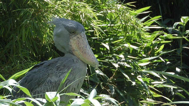 Only stork-like in his body, by no means in his beak