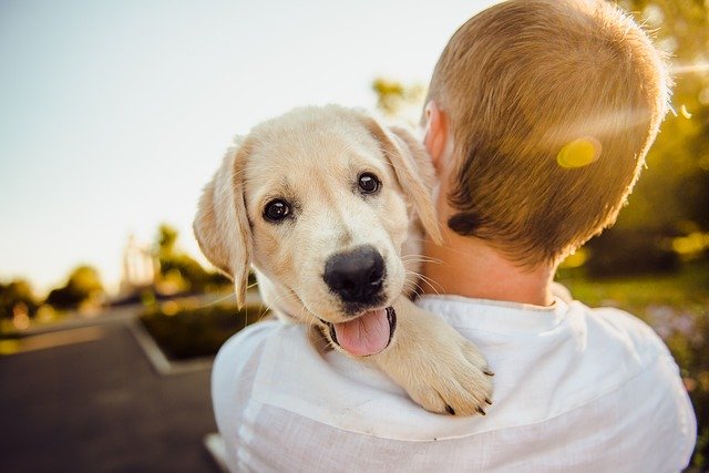 Friends with four paws