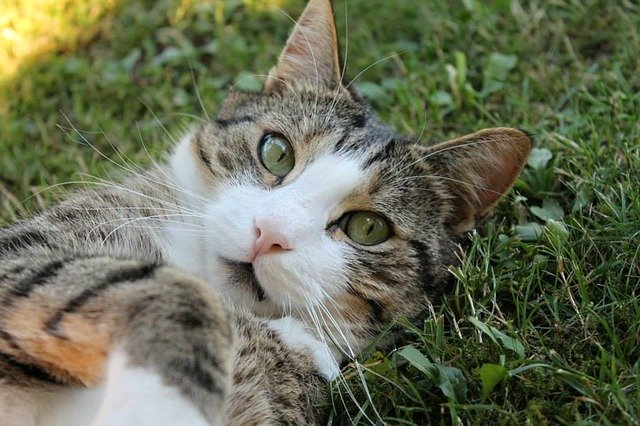 Cooling solution for cats