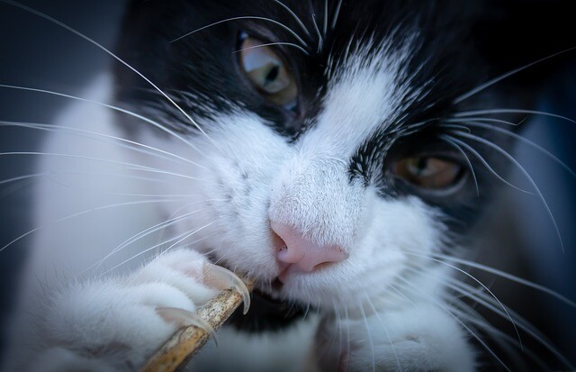 Raising a family with the help of a cat