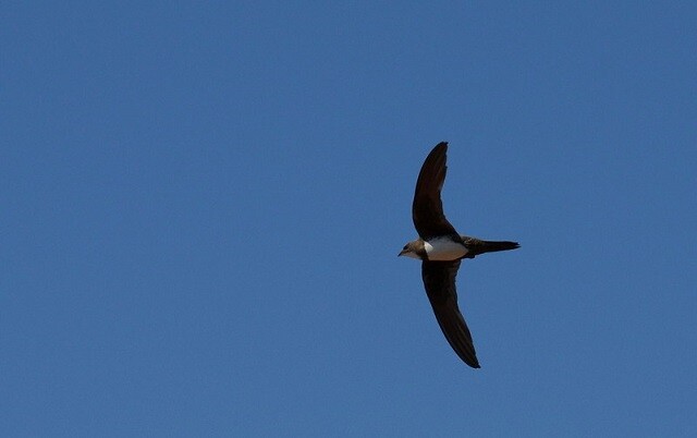 Mountain sickle swallows nest with us