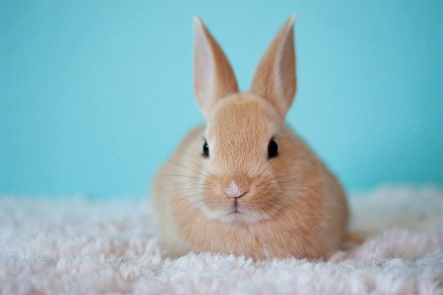 Bunny sitting on the grass and in the apartment