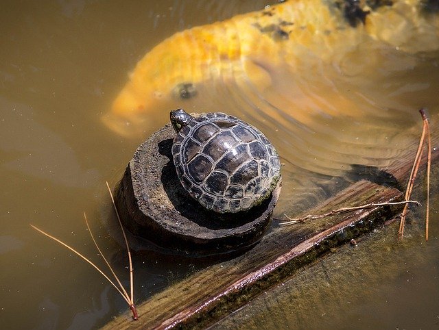 Turtle fashion or new species