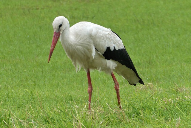 Bird rescues in Békés