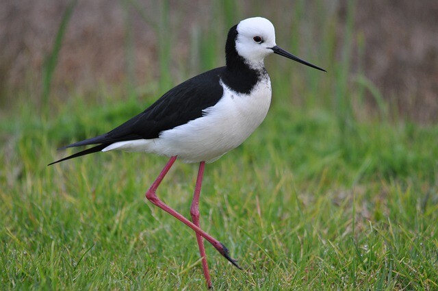 Lake paralyzed stork