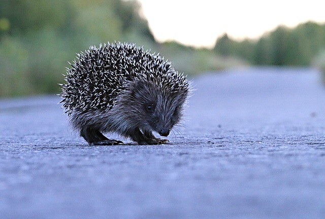 Bodyguards on the road