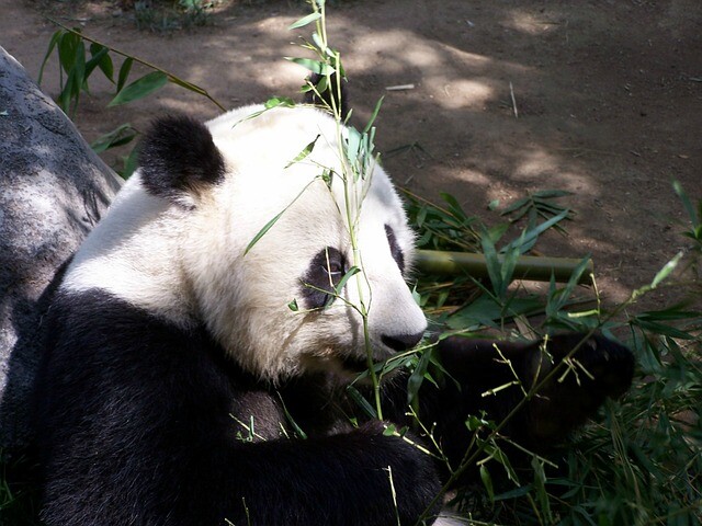 A baby panda was born in Washington