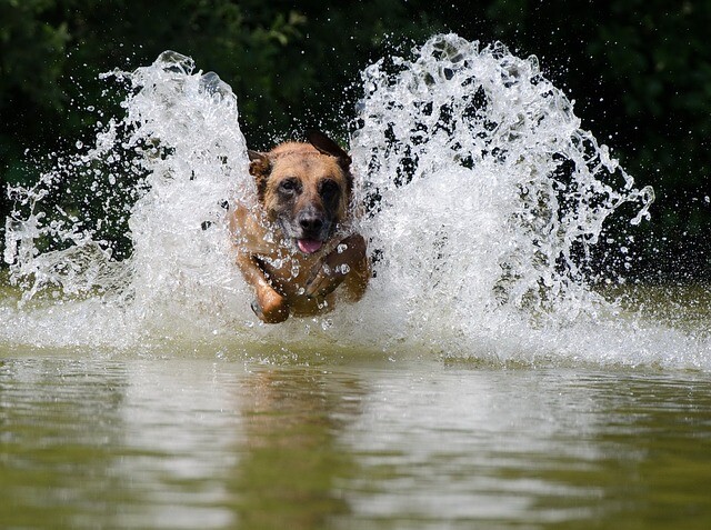 The hero's dog act was acknowledged