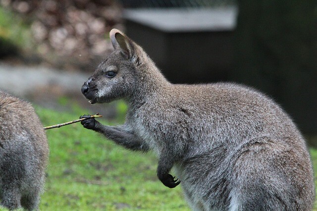 There are two kangaroos on the run