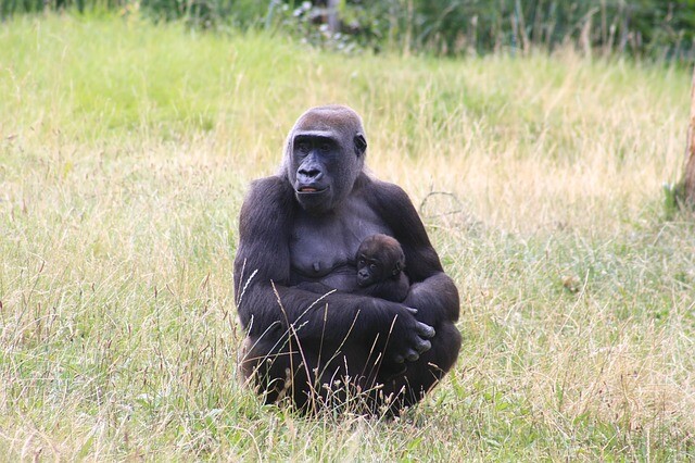 The gorilla baby didn't live for a week