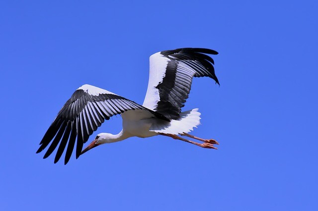 Our storks set off