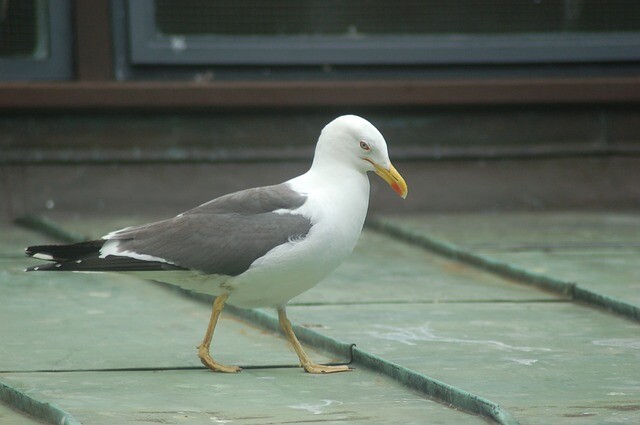 The sausage ran out, a seagull slammed down