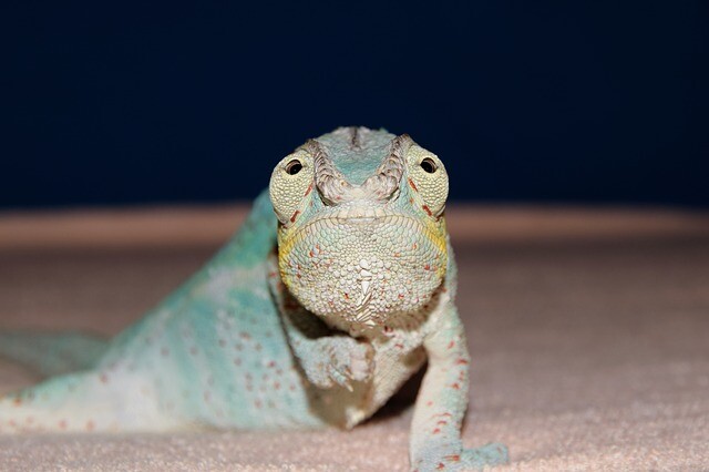 Hand washing chameleon