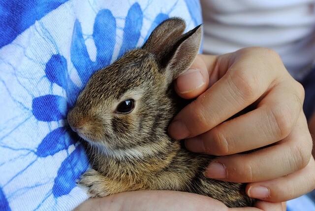 Bunny sitting on the grass