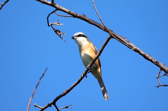 Birds are dying en masse in America