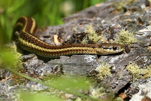 Snakes stormed the family house