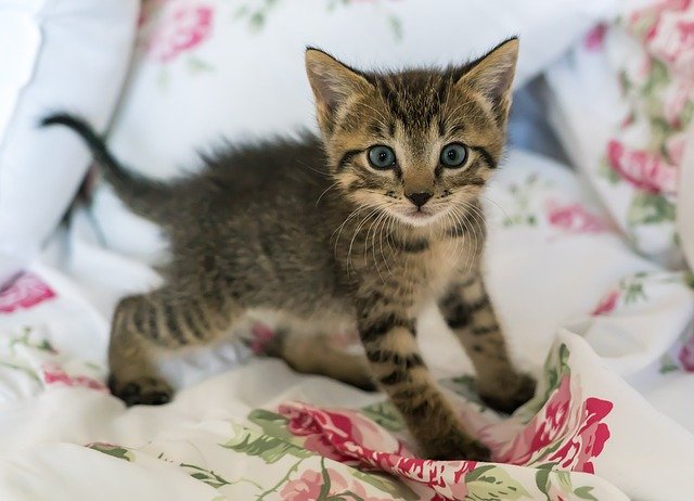 Good luck to the kitten who fell into the well