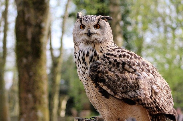 Owl on the couch