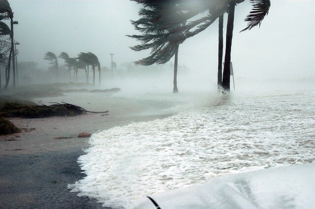 They survived the hurricane at home