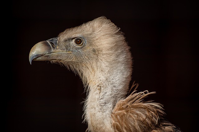 A long-seen scavenger appeared in Romania