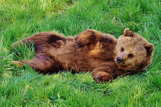 They are looking for a young bear in Miskolc