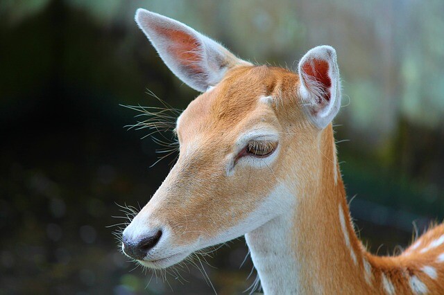 Nature and animal friendly solution in Japan