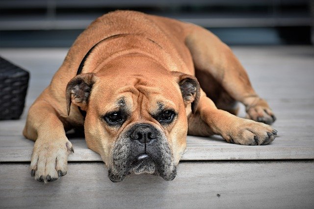 They didn't need meat either, they saved redundant dogs