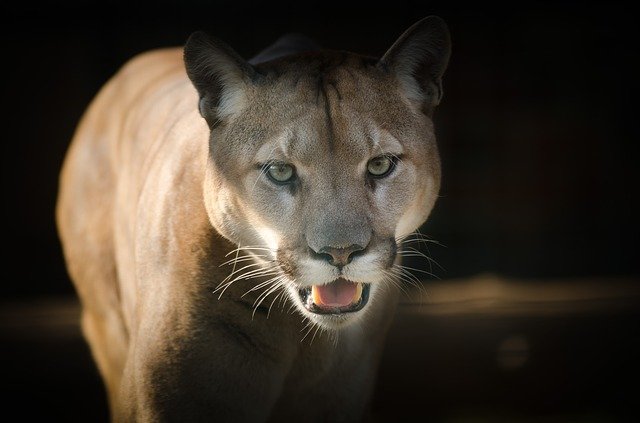 Puma paddling