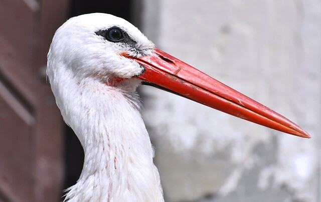 The storks are waiting for spring in safety