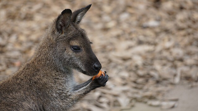 There was a kangaroo in the mailbox