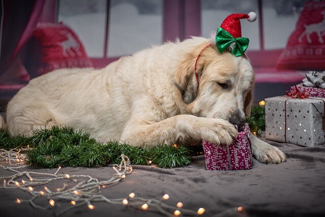 A festive feast for our dogs