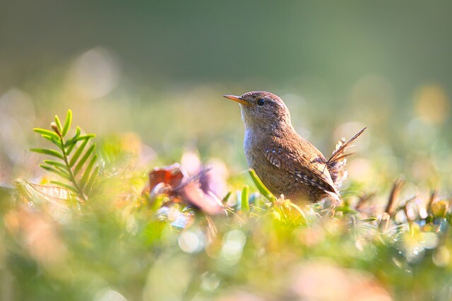 The bird song has that much effect