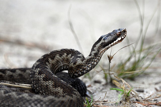 Search dogs help find vipers