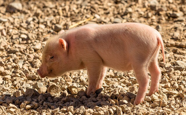 In a bed with a pig