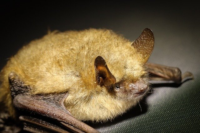 Crying, suffering bats in Miskolc