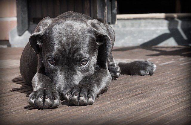 Dog = happiness