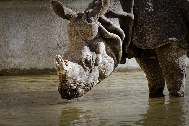 The rhino suffers from depressed loneliness