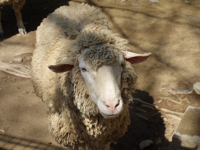 Bleeding in the petting zoo