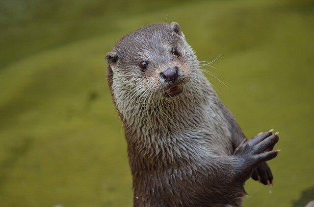 Otter dry