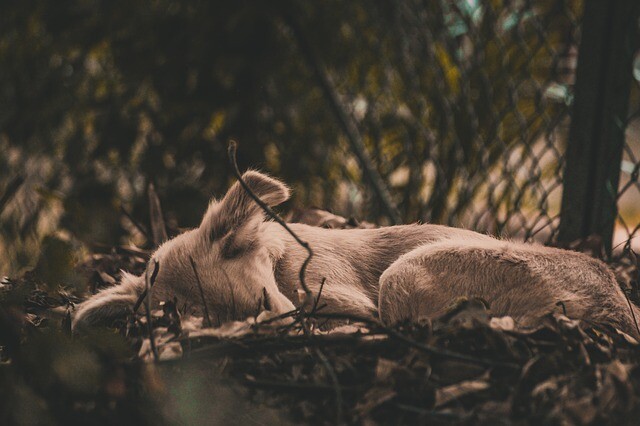 The dog family lived in their foxholes