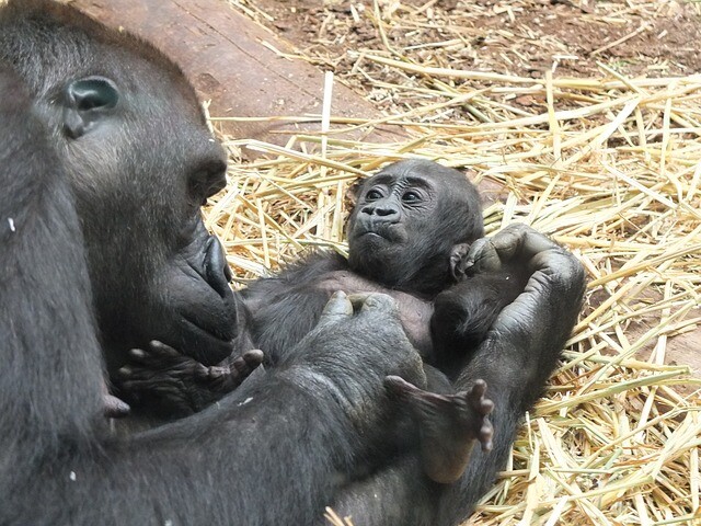 Bibi and Sango gave happiness to the zoo