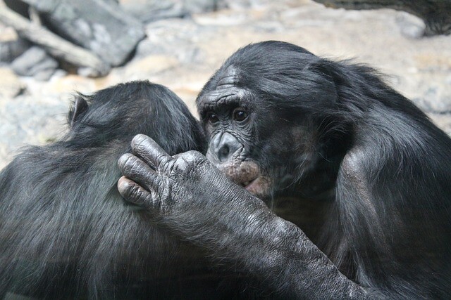 The monkeys were vaccinated in San Diego