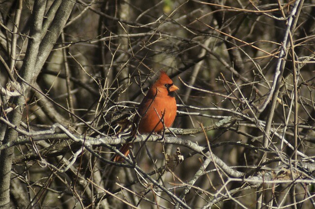 Cardinal difference