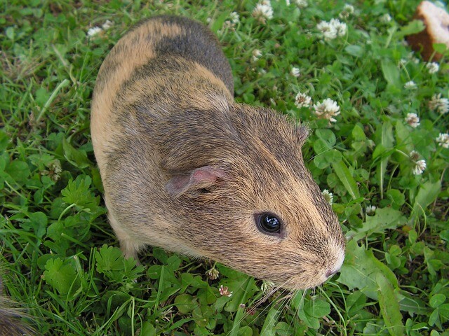 Guinea pig agility